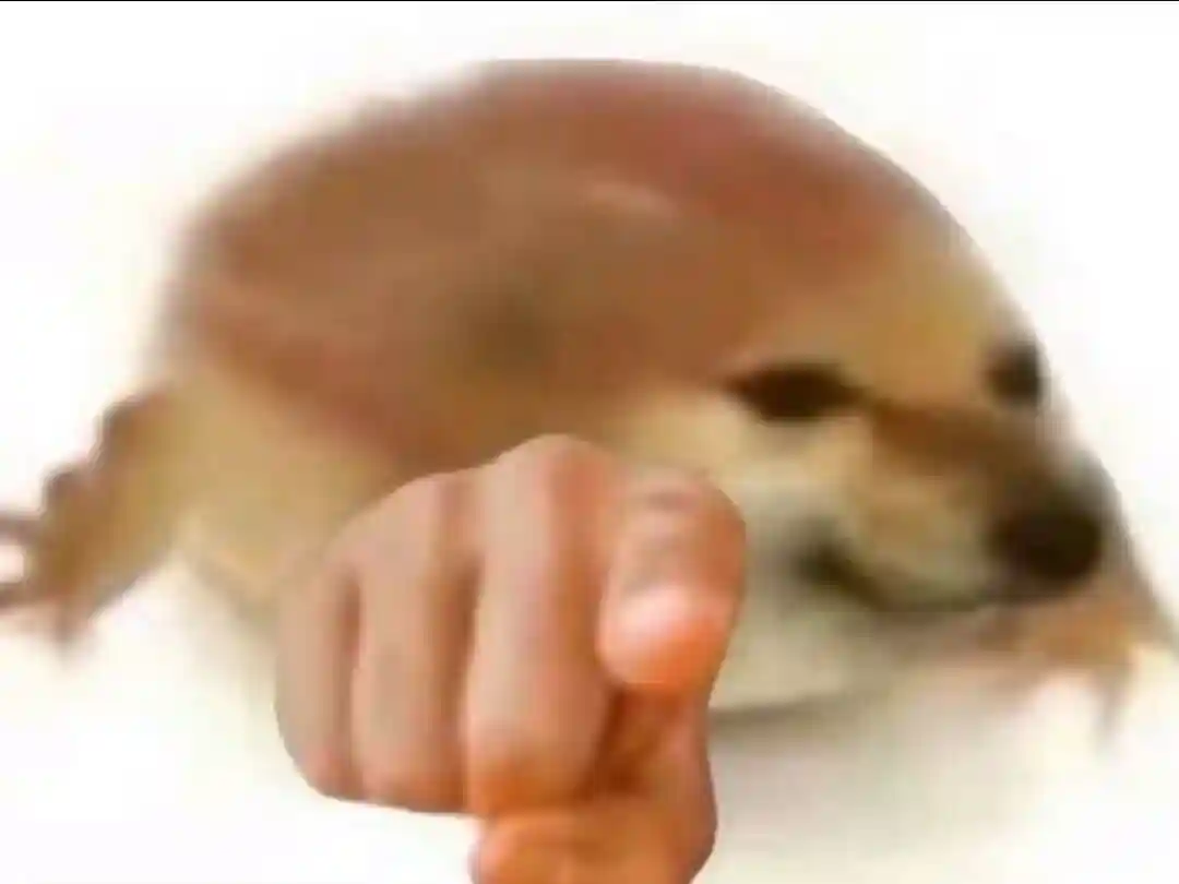 你蛤蟆吗
