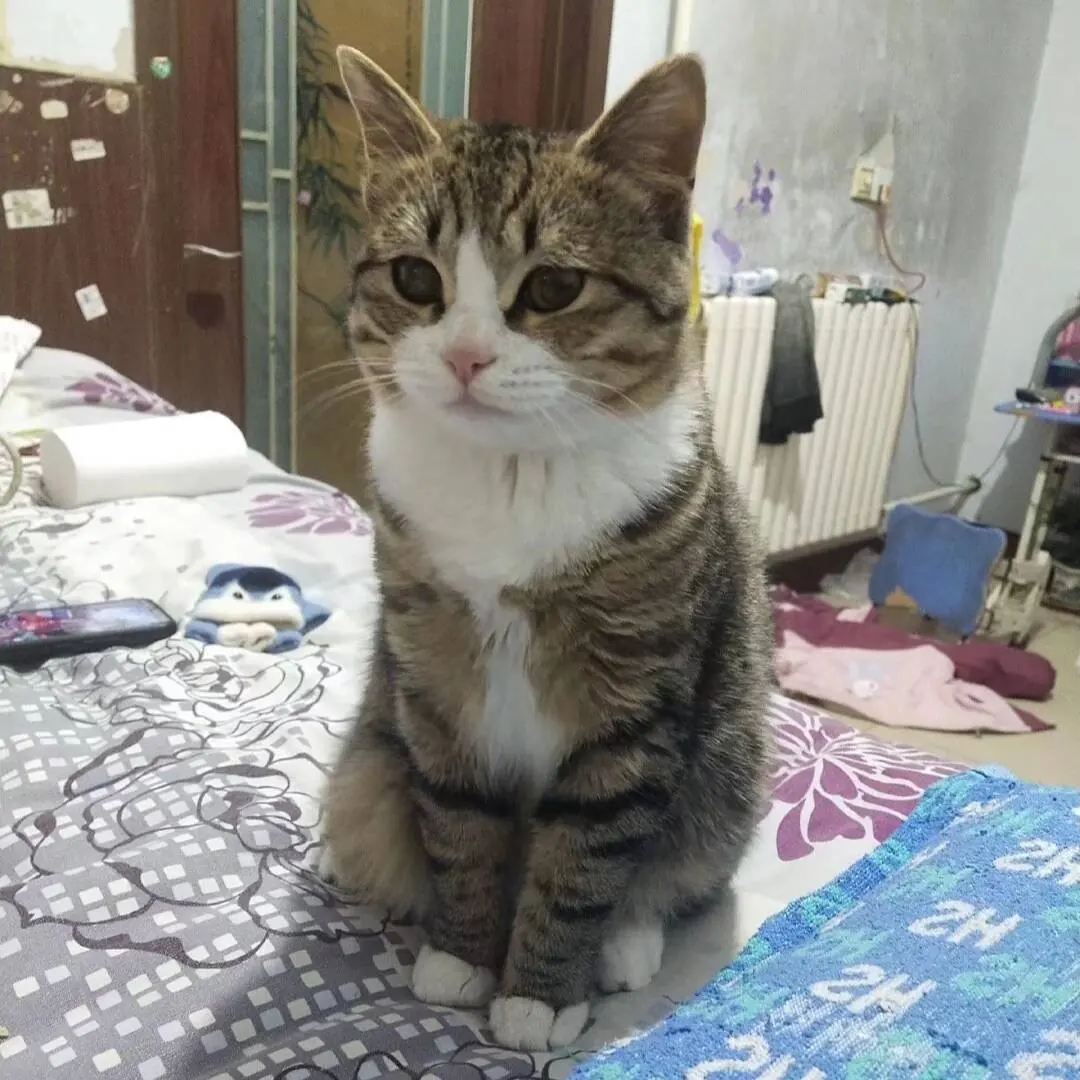 凯米猫猫